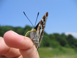 Oko w oko z obcym (Bieszczady, 2006)